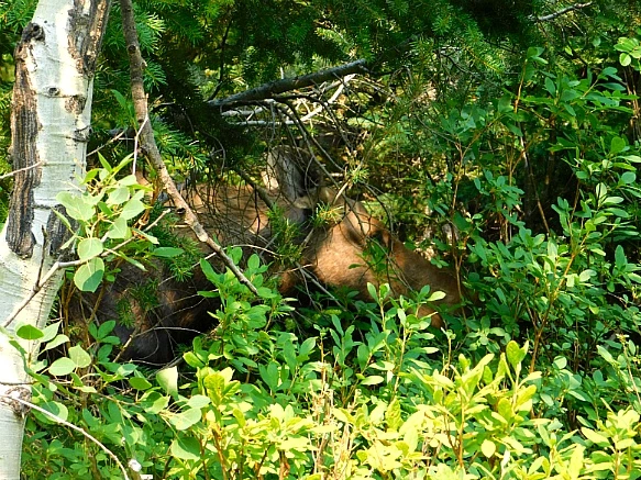 99BEE4505B875196131504