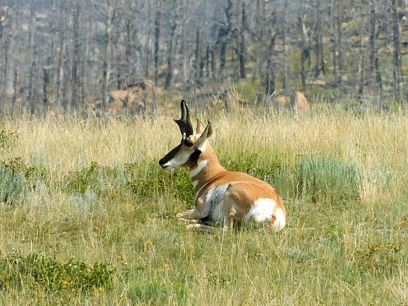 992A75455B76541C1D2B49