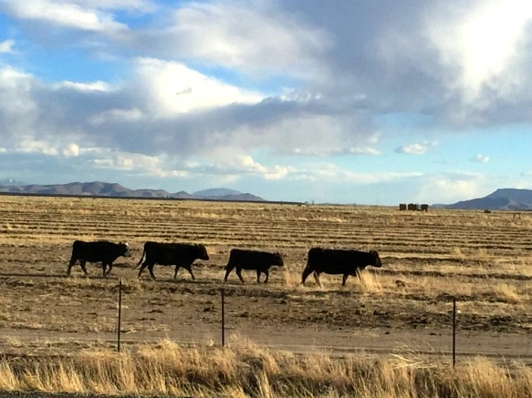 243EF1445701A3950F0D26