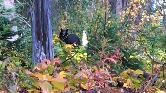 998274465BAB077604DFDD