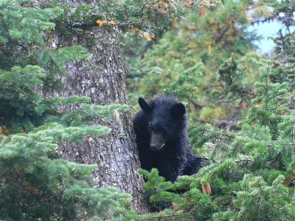 99621C475BAB0A6504C159