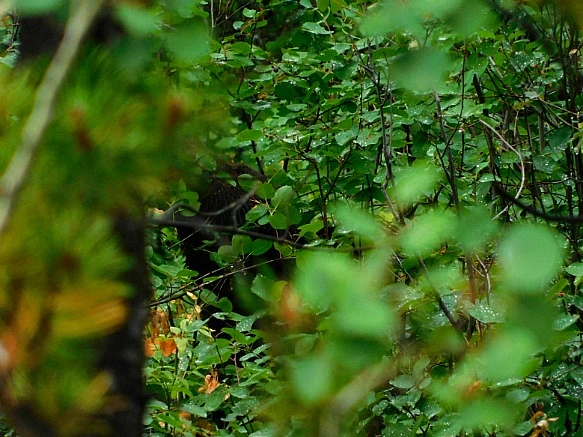 995EF1435B8DC3A73DB90A