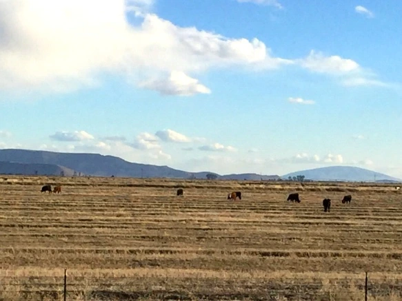 273C49445701A39B122E0C