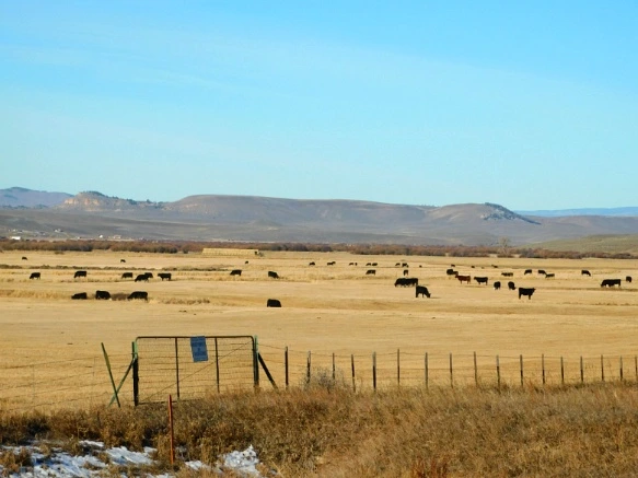 99CCEE335A0E545E38858D