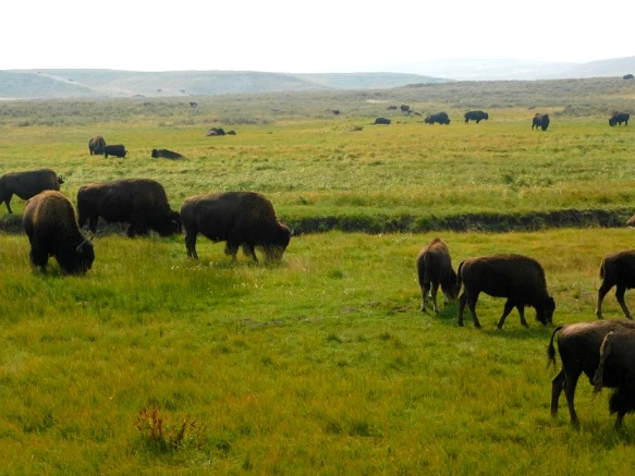 99406A3359AF0FF82A8BB9