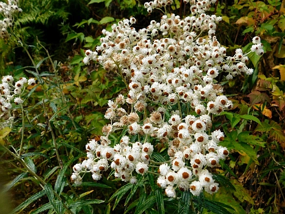 9931874D5BAAFBCD1B9039