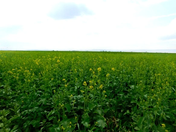 99D2793359A383320E24E3