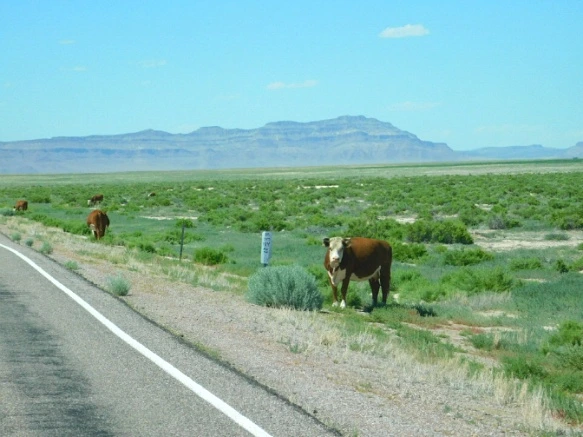 2363F242576F44BA01CB06