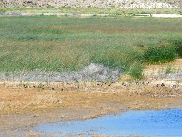 27061A3D576CC6431368F0