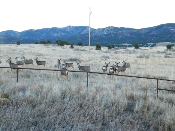 99BF4C335A07C877232857