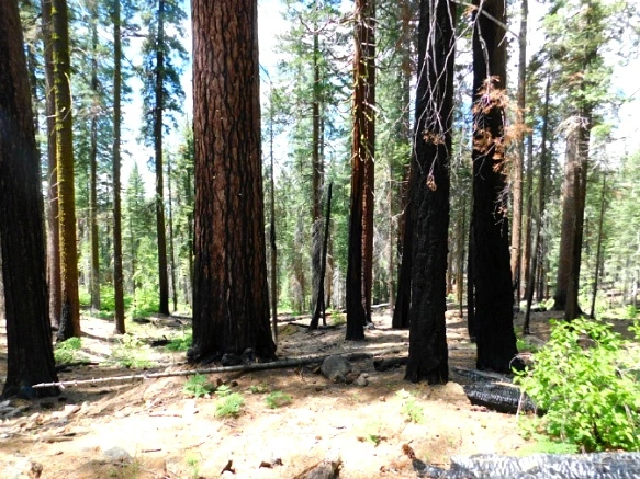 2156613D57721933019BE3