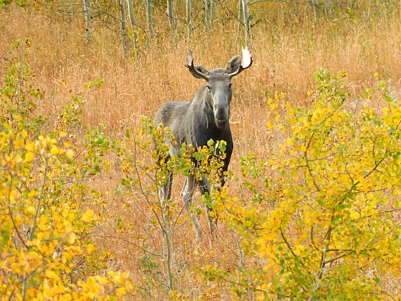 99A71E485B9F2F7619A467