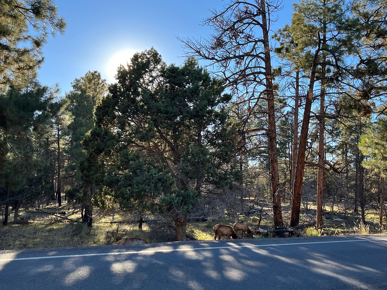 P20221019_081952184_F695DE72-407B-466C-8F50-8D661E71B8AD conv.jpeg