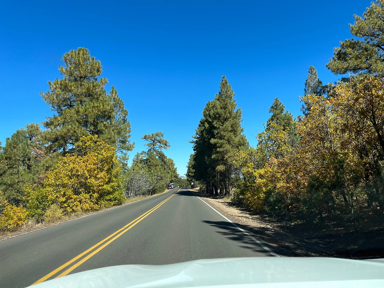 P20221019_040858379_D1C6DC11-EF58-455C-B6EA-AE9B81683F37 conv.jpeg