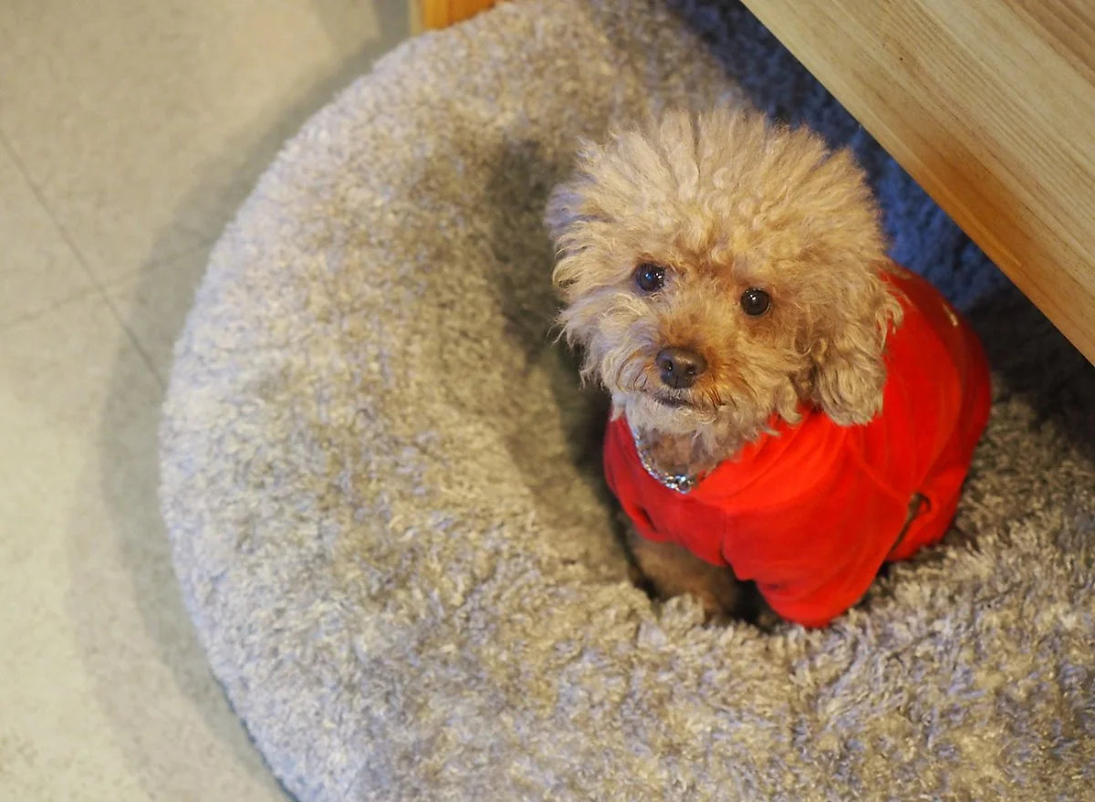 P1010189.jpg?type=w1200