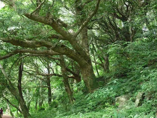 %EC%A0%9C%EC%A3%BC%EB%B9%84%EC%9E%90%EB%82%98%EB%AC%B4_%EC%88%B2.jpg?type=w773