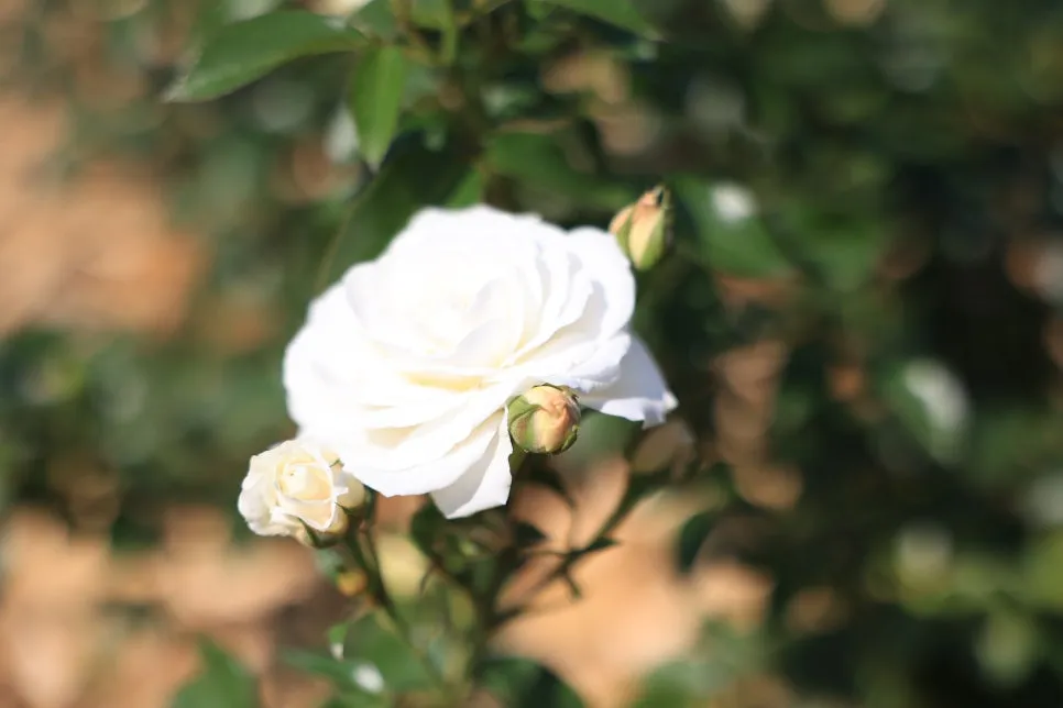 4D2A5301.JPG?type=w966