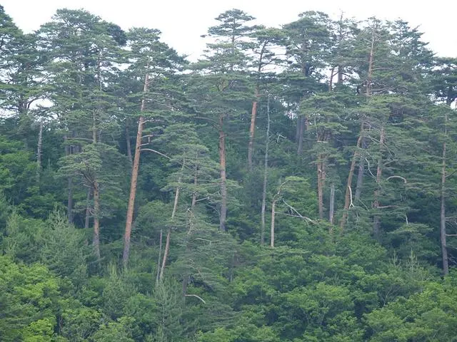 %EC%9A%B8%EC%A7%84_%EA%B8%88%EA%B0%95%EC%86%A1_%EC%88%B2.jpg?type=w773