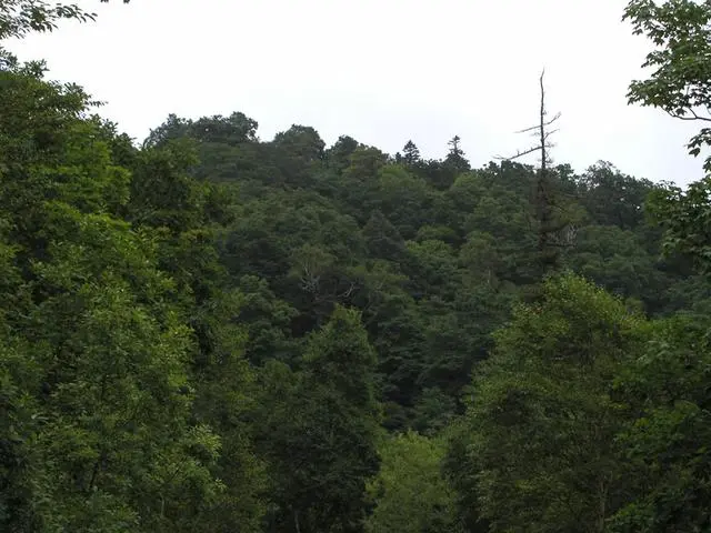 %EC%98%A4%EB%8C%80%EC%82%B0_%EC%9E%A3%EB%82%98%EB%AC%B4%EC%88%B2.jpg?type=w773