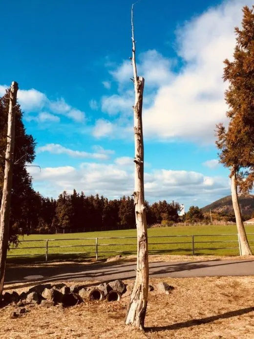 6_f41Ud018svchmi5yj9c800v_mymjui.jpg?type=w520