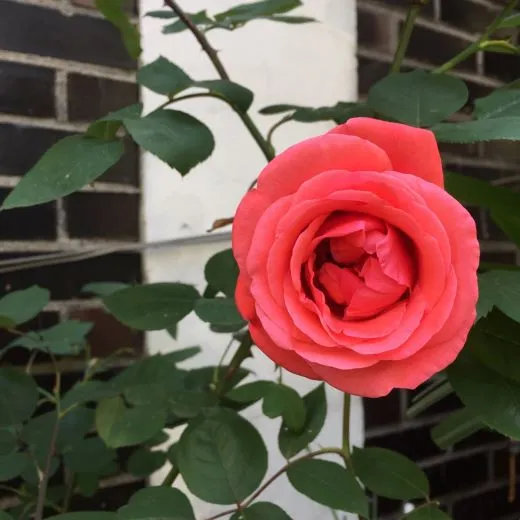 e_32gUd018svc8km6q2rq6zof_eehr0h.jpg?type=w520