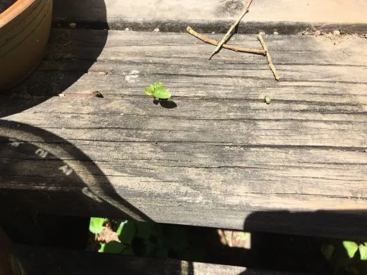 e_22iUd018svcywv5nitr17ie_ya29y5.jpg?type=w520