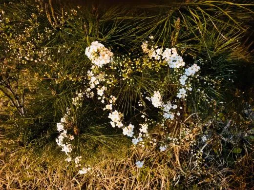 e_0dfUd018svc1mvhg4oe6pzti_ufjadk.jpg?type=w520