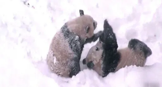 i_69iUd018svc1excq1ps4qqdr_pp75x6.jpg?type=w520