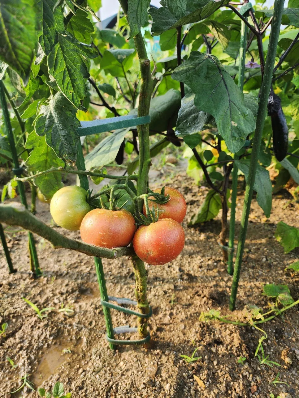 20250705_181009.jpg?type=w966