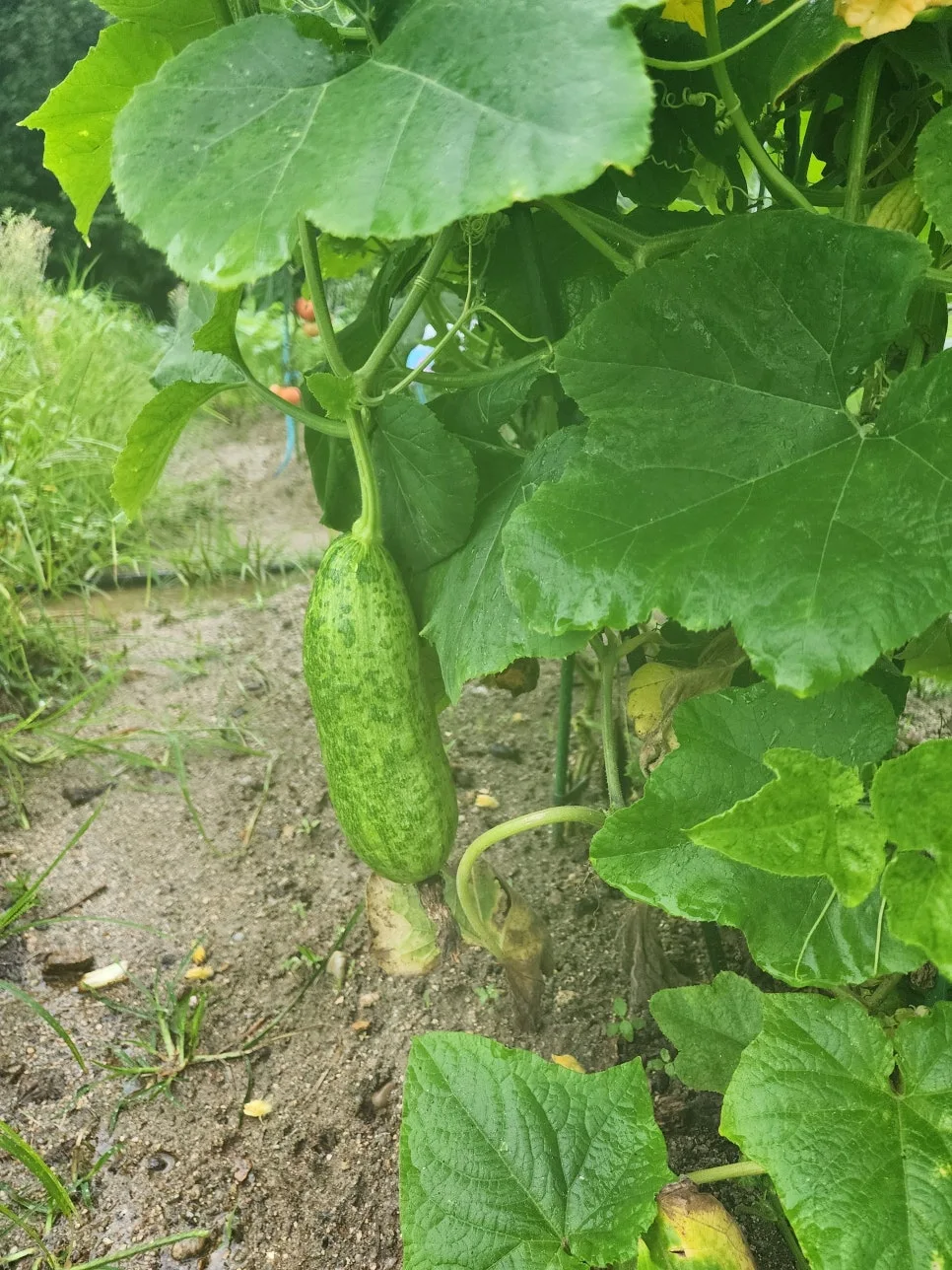 20250716_091541.jpg?type=w966