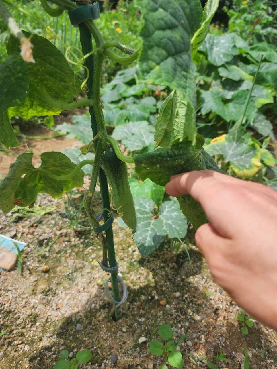 20250702_110655.jpg?type=w966