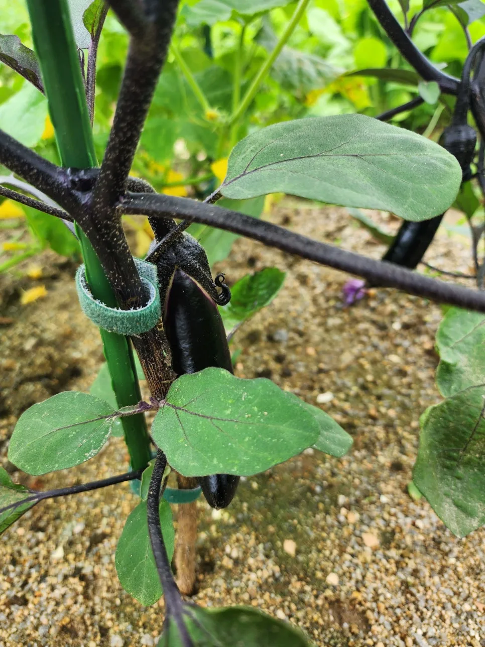 20250626_140614.jpg?type=w966