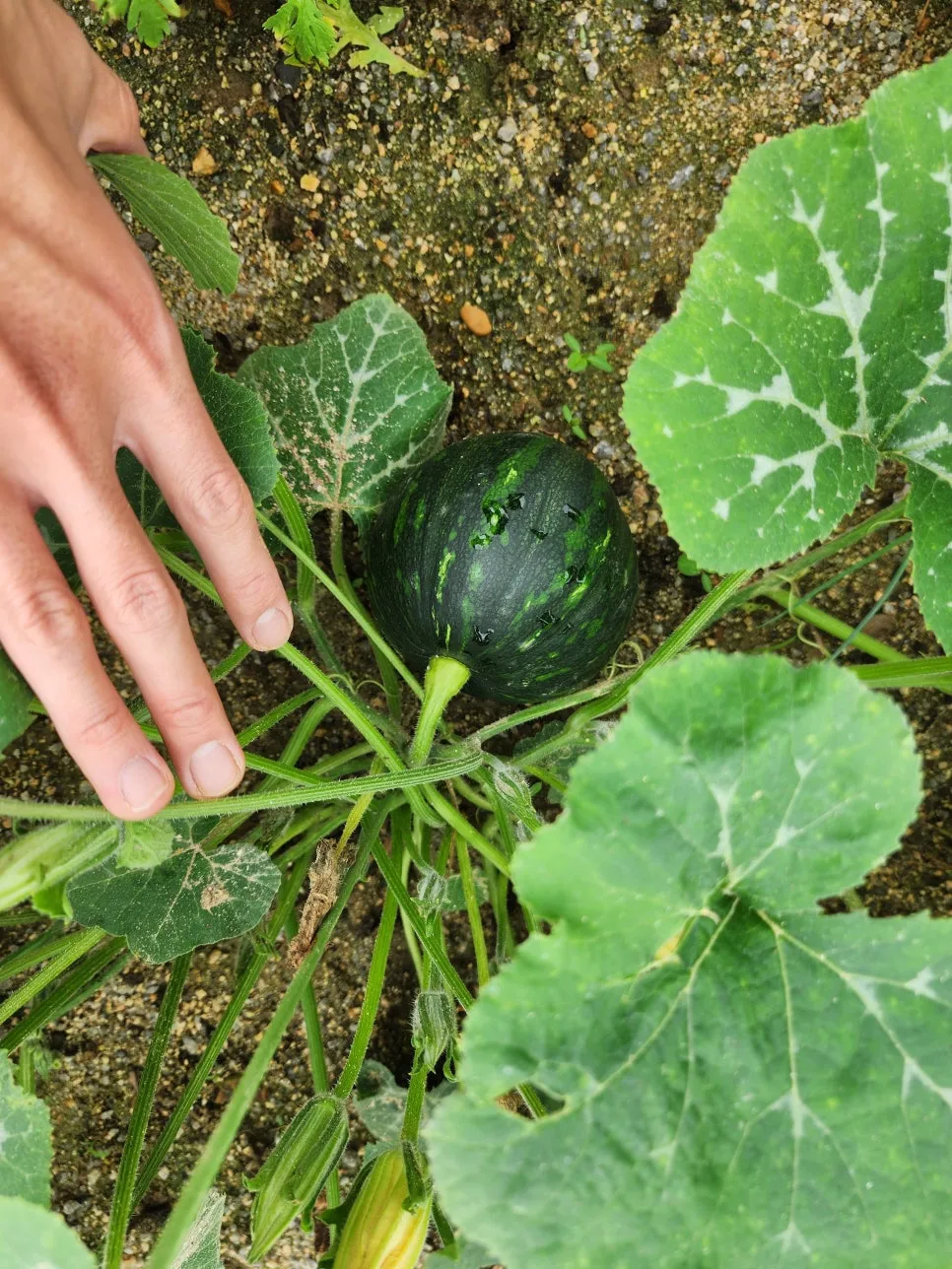 20250626_140527.jpg?type=w966