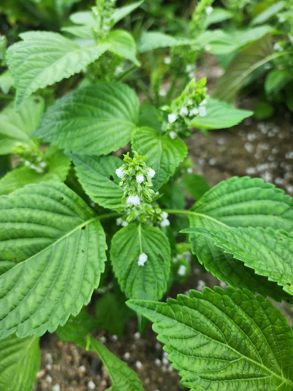 20251010_115013.jpg?type=w966