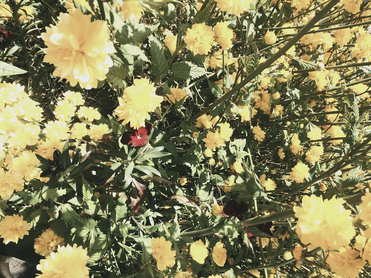 FullSizeRender 6.JPG