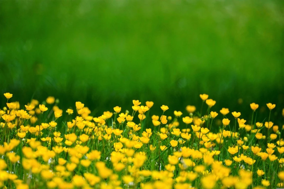 buttercups-6225833.jpg?type=w1