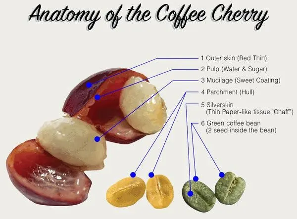 coffee_cherry.jpg?v=1592146878