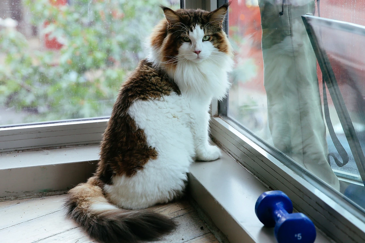 samsonembed.jpg?quality=90&amp;strip=all&amp;strip=all