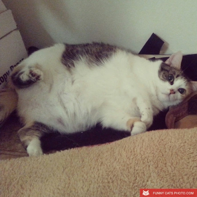 funnycatsphoto_com-1394597239_fatcats07.jpg?itok=0beZKZBY