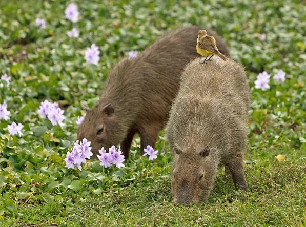 download.jsp?FileID=35832789