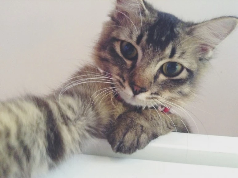 original.jpg?type=w773