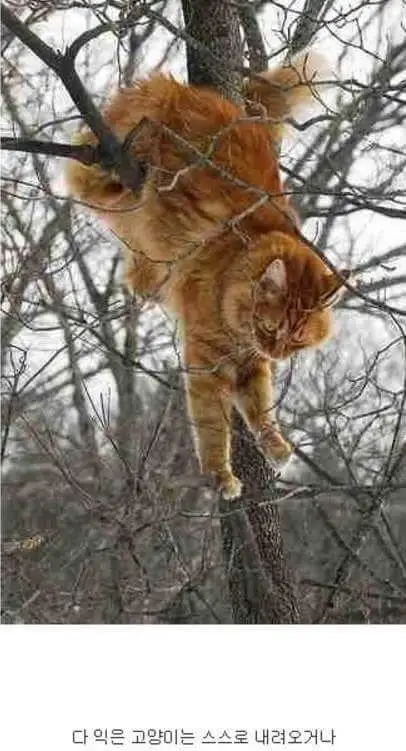 aea6e97932b43432.orig