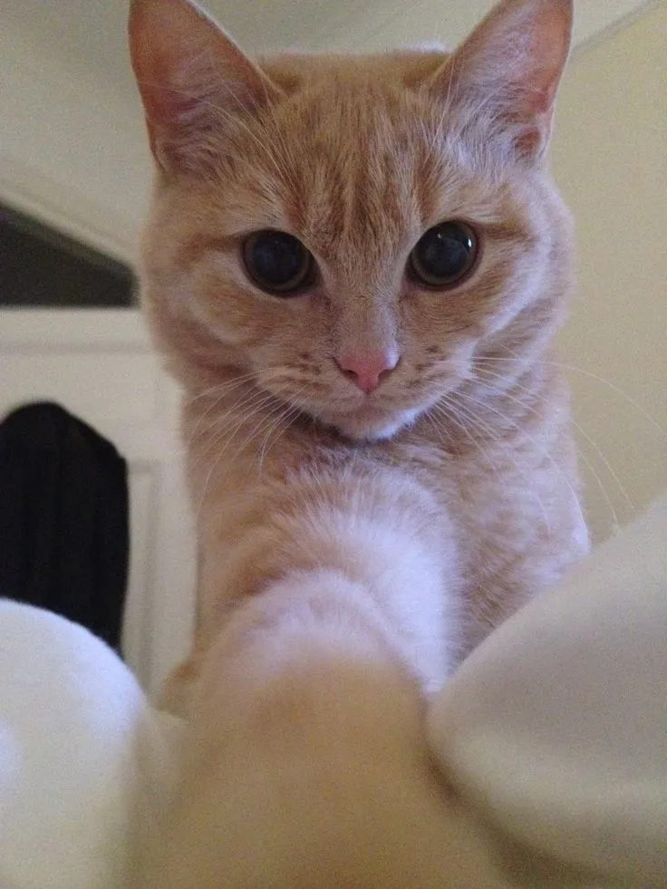 5e52d2dd05fe5d5573d1772084320c42.jpg?type=w773