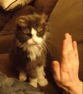 Cat-High-Five.gif?ssl=1