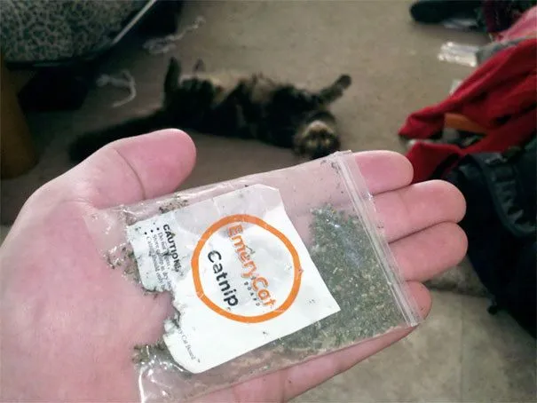 8593e7a1811d7ea6.orig