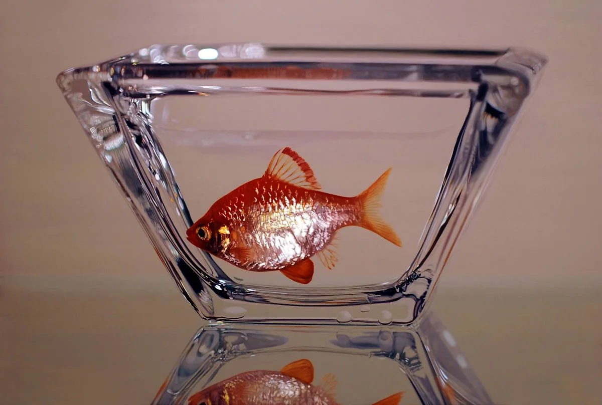 10986983_458068761022555_8598657418782089768_o.jpg?type=w1200