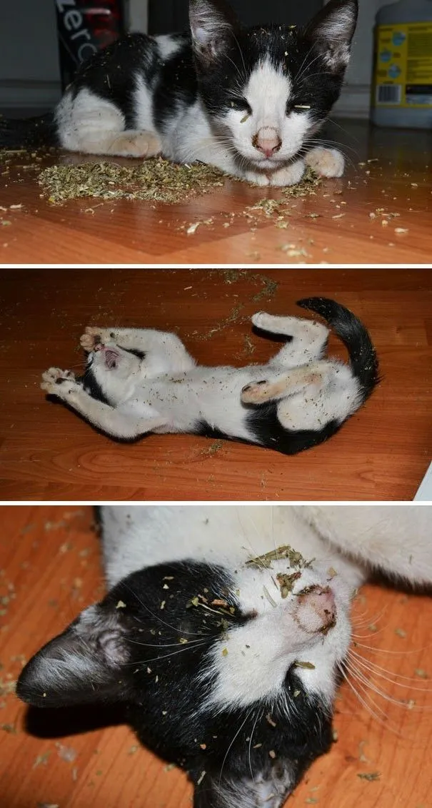 b1de1a8edb1c4e21.orig