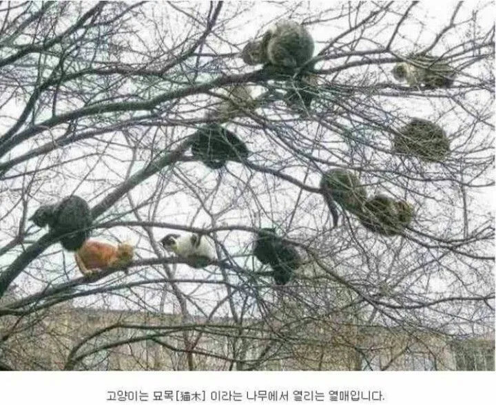 4b6ce6006db896f6.orig