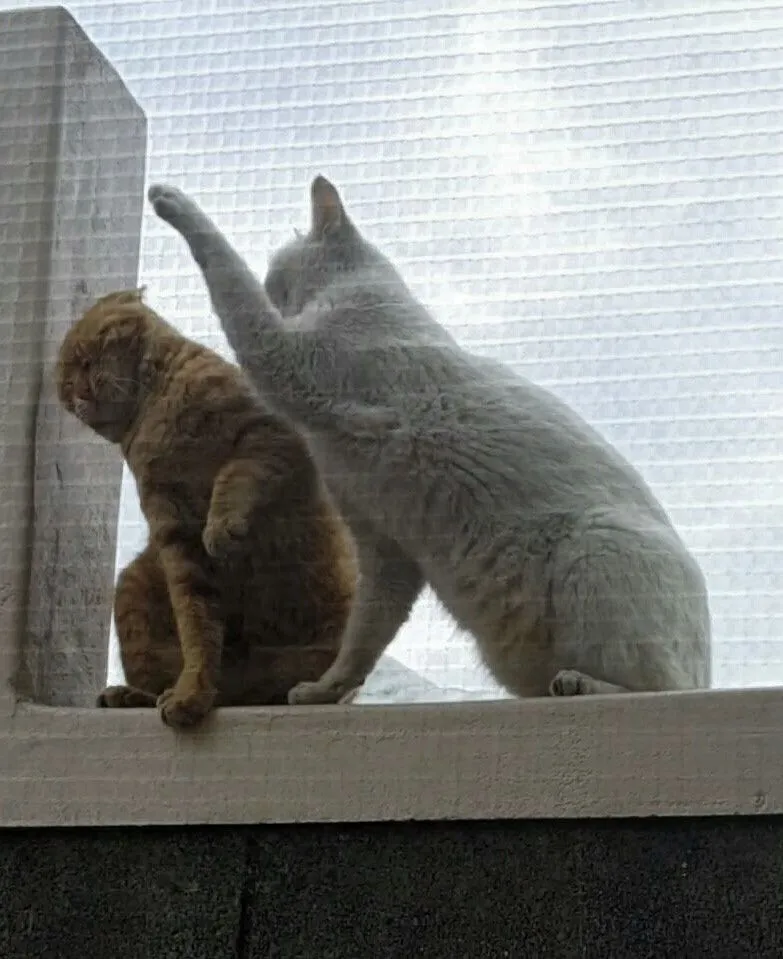 5f03ecf4120bf1f0.orig