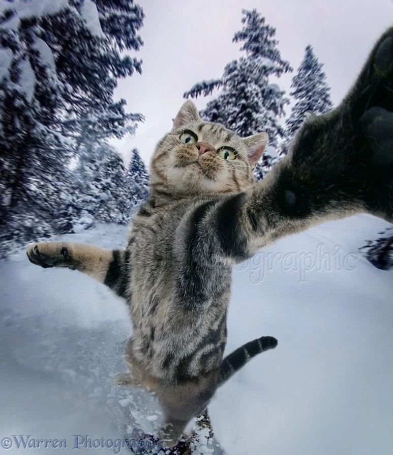 41428-Snowboarding-cat-selfie.jpg?type=w773